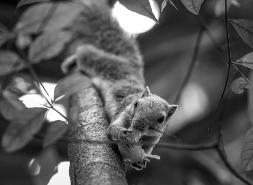 系统优化的免费攻击网站