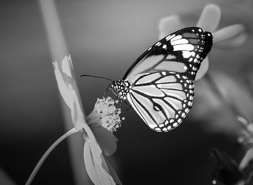 在线DDOS攻击平台